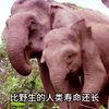 你知道现在世界上有几种大象吗？陆地准神，现存长鼻目两属三种大象详细介绍