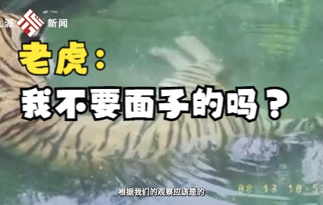 饲养员拍下东北虎水池放屁一幕，网友：老虎不要面子的吗？