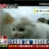 看了这只来自兵库县的猫,UP真心笑了