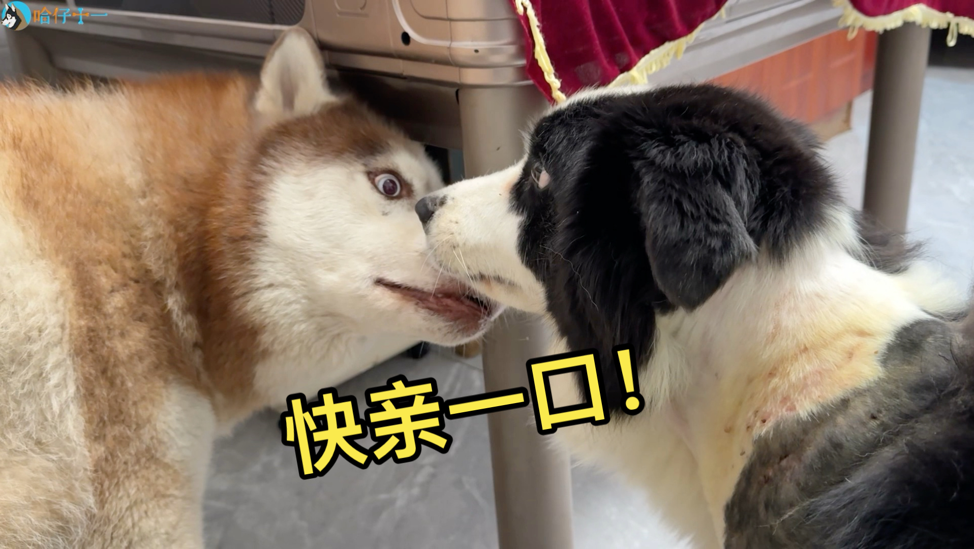 青梅竹马的两只狗十日未见，相见之时是何反应？