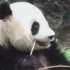 生活不易熊猫叹气，突然叹息的大熊猫，像不像有心事的你