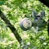 生态保护机器人-SlothBot