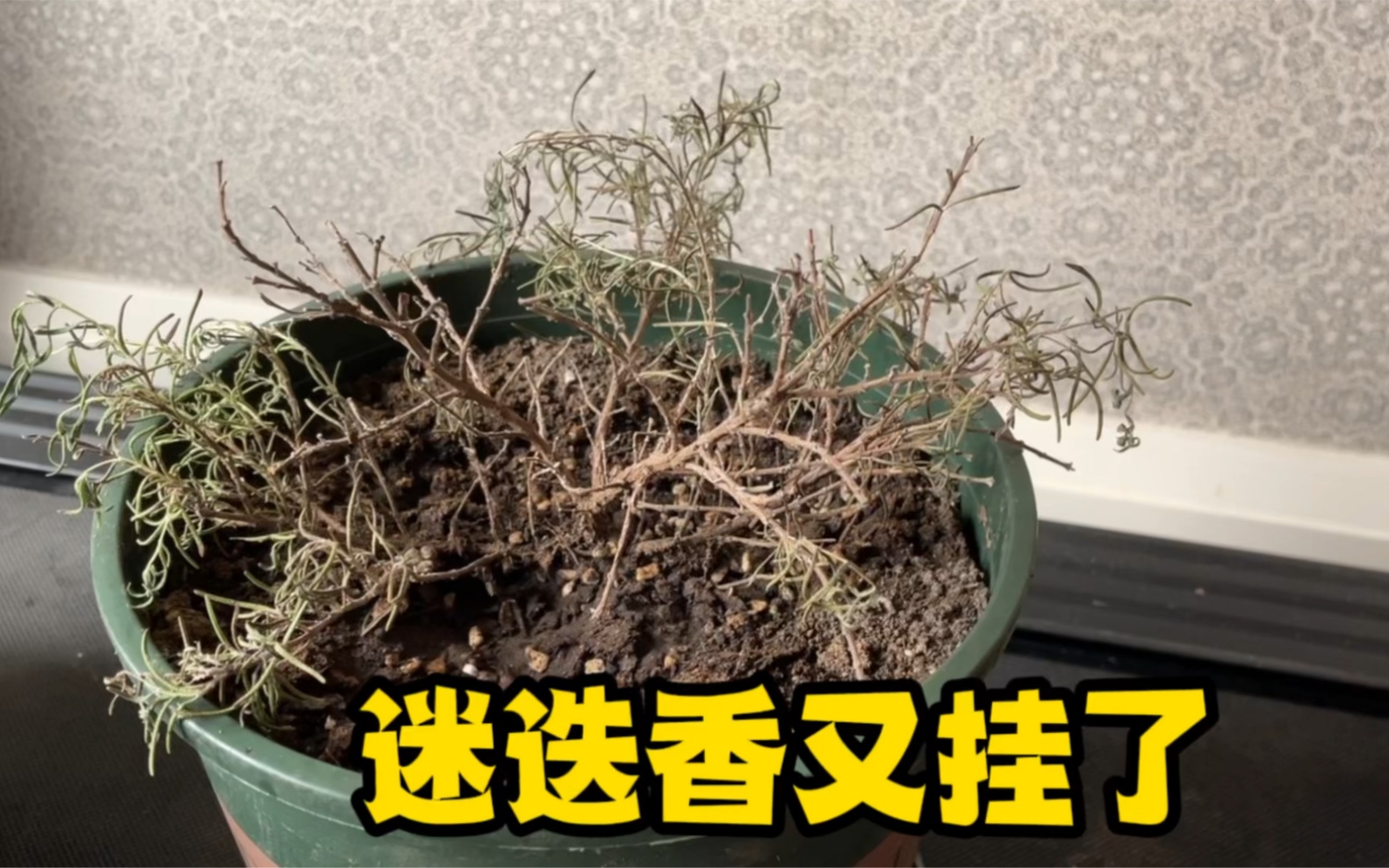 格格妈养挂了三次迷迭香的经验教训同花友分享