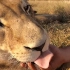 触摸和梳毛，对狮子有什么意义？
