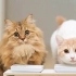 当你家的猫还在吃猫粮的时候，日本小哥给他的猫吃。。。