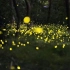 萤火之森――萤火虫之旅，国家九龙湿地公园