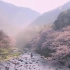 《樱花》【Sakura in Japan  Cherry Blossoms】