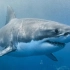 【Freeschool频道】关于鲨鱼 all about sharks