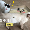 我如果在猫砂盆里“拉屎”，猫会帮我埋起来吗