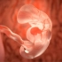 【科普】5分钟带你认识早期胚胎发育全过程  #胚胎发育  #关爱女性生殖健康  #关爱女性健康  卵裂 桑椹胚 囊胚 原