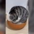 所以给猫一个盆，它真的能把自己封印在里面！