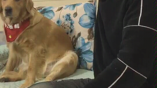 狗狗视频搞笑金毛