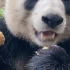 熊猫喜欢饼干