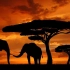 【（极致画质系列）8K上传超清非洲动物世界】每一帧都很美的非洲大草原，动物王国！