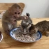 小猴子抢猫咪的食物吃