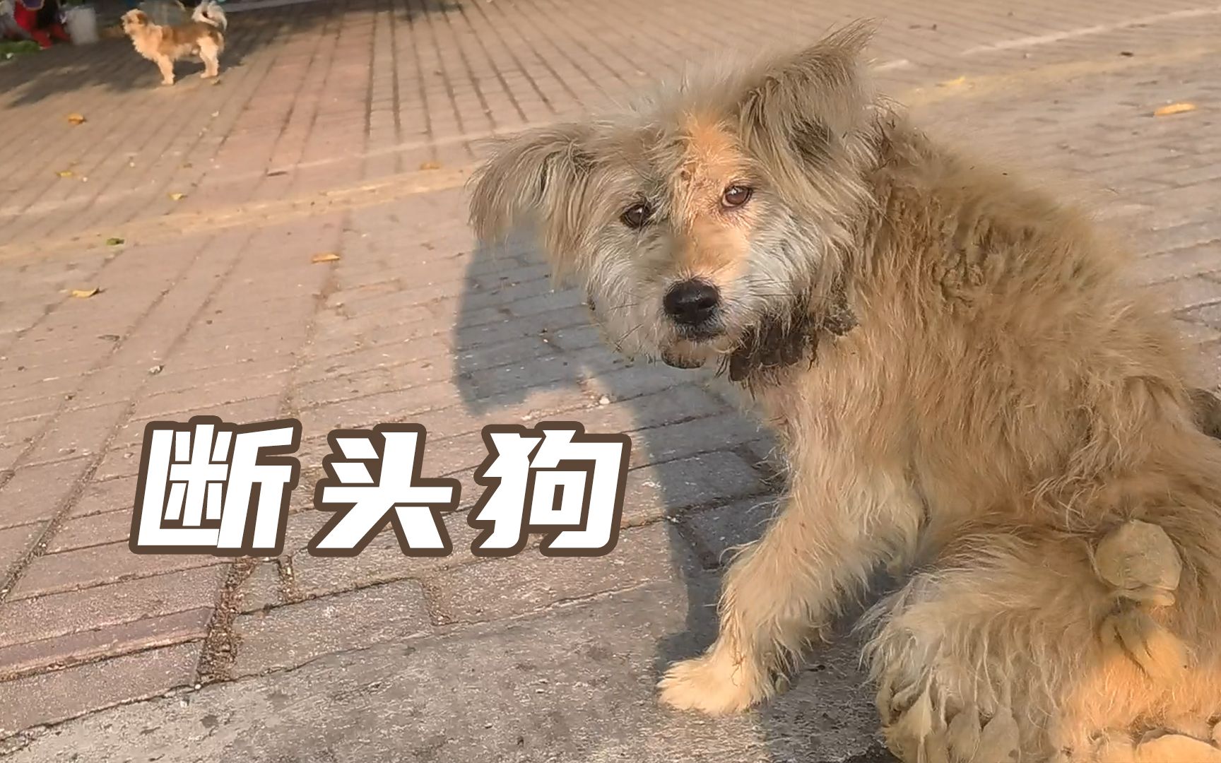 【老疯杨】飞耳断头狗，2023救的第一只狗