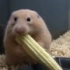 这只是一个萌萌的小仓鼠吃玉米的视频