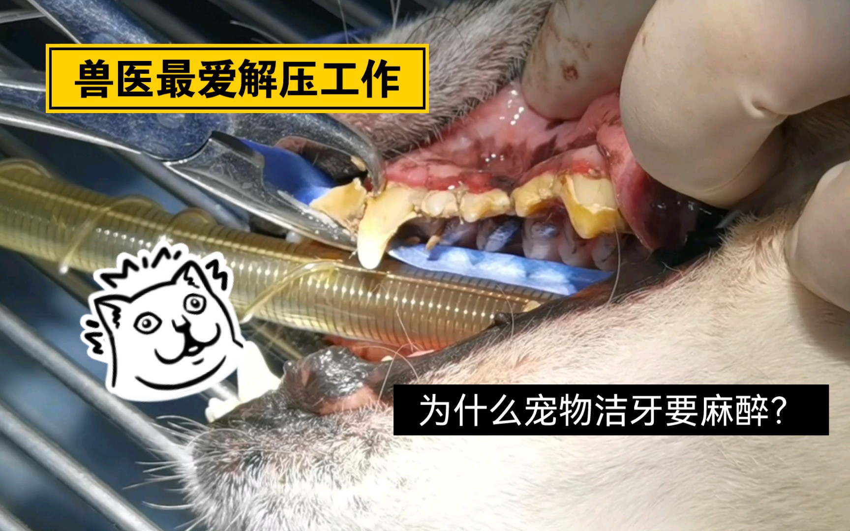 为什么宠物洁牙需要全麻？兽医如何给宠物清理牙结石？