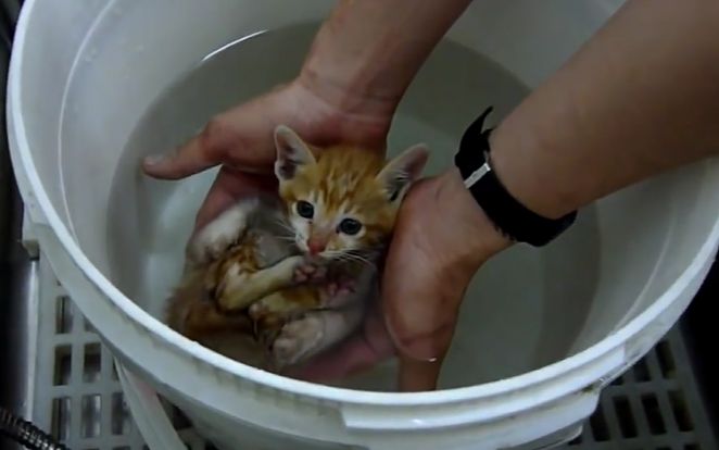 原以为这只猫咪正在很舒服的洗澡，但下一秒却让所有人都傻了~