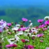 ４K フラワーガーデン 癒しの音楽  Relaxing BGM Flower garden Japan 花の名所 昭和記