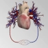 【3D演示】心血管系统（原版+字幕版）