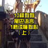 10种狗狗尾巴语言，1秒读懂狗心，（上
