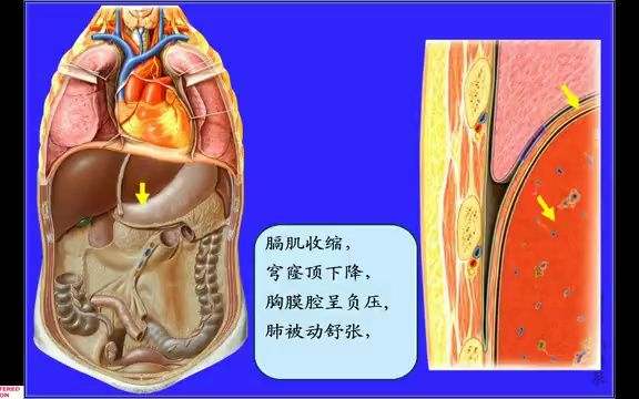 厦门医学院《人体解剖学》教学视频课174集--25.膈