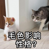 猫咪的毛色和它们的性格有什么关系