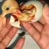 帮第2只柯尔鸭破壳，第一只纯白色的小鸭子，这么高的颜值可惜了