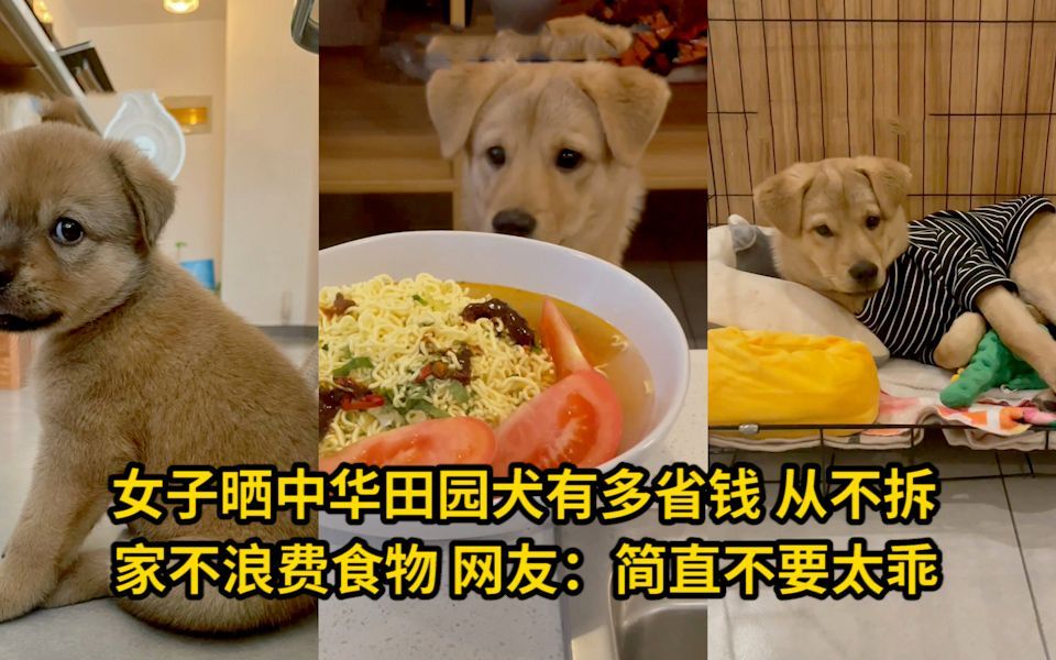 女子晒中华田园犬有多省钱，从不拆家不浪费食物 网友：简直不要太乖！