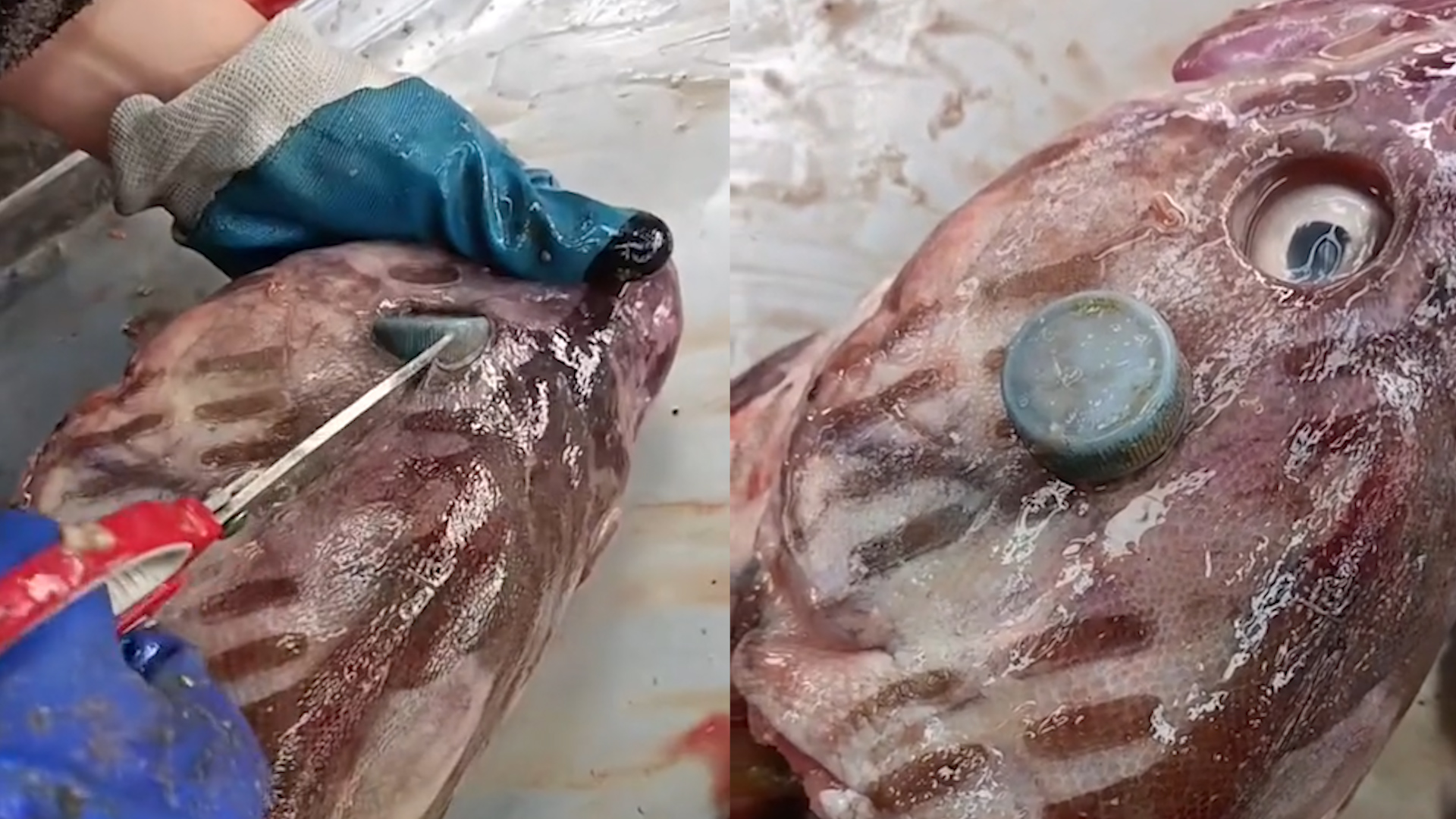 鱼摊老板发现海鱼患上“白内障”，拿剪刀一撬惊了：遭了多大罪