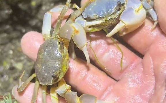 今天来觅食发财蟹居然发现了一大群直接放生到饱