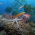 【纪录片】奇妙的海底世界---（美国）国家地理纪录片