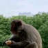 苏州科技大学野生猴子