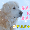 作为家庭首选陪伴犬的金毛，应该选英系还是美系