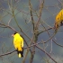 两个黄鹂鸣翠柳，一对漂亮的黄鹂鸟，好听的黄鹂鸟叫声