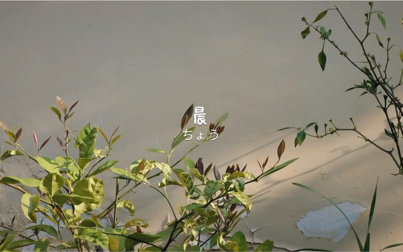 人生果实纪录片