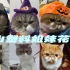 【SNH48】【CAT48】【cat girls】“宝山三姐妹”颜值担当团团生诞冷餐暨猫妈妈交流会