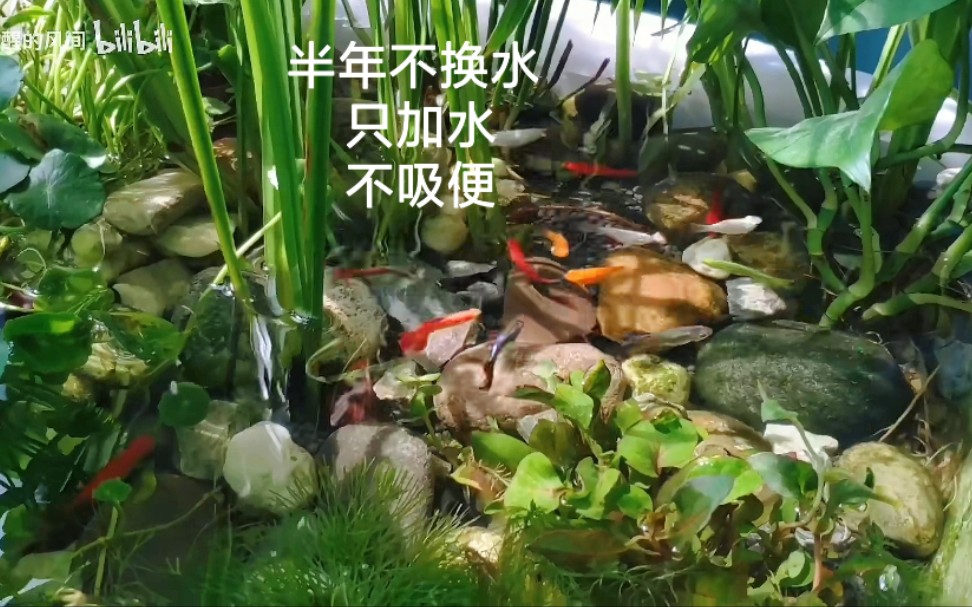 生态鱼缸  半年不换水  只加水