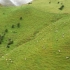 【高清视频素材】草原上的羊