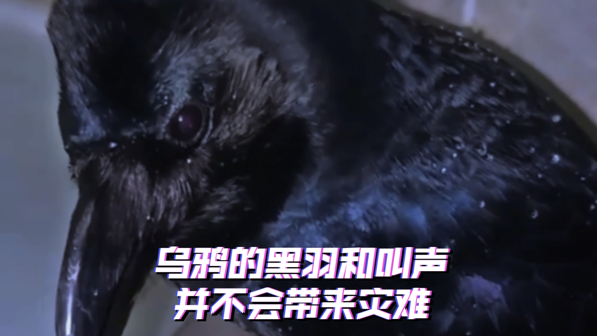 乌鸦的黑羽和叫声并不会带来灾难