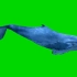 绿幕鲸鱼