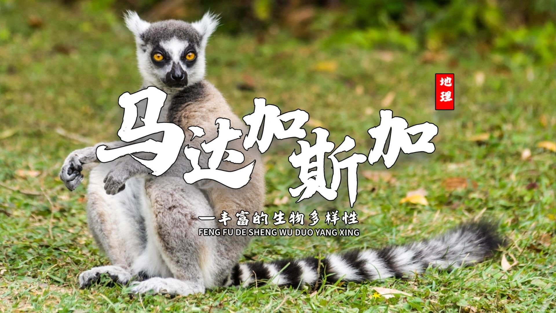 课前三分钟，地理不用愁——马达加斯加【看纪录片学地理】