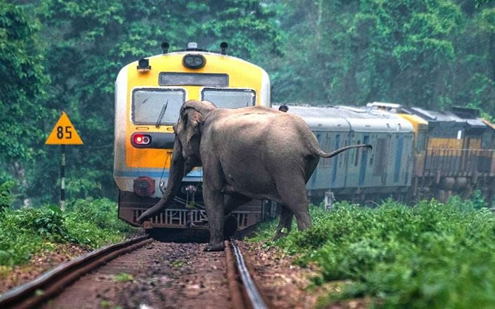 盘点火车撞动物意外瞬间，俄罗斯火车撵灰熊，印度火车撞神牛大象
