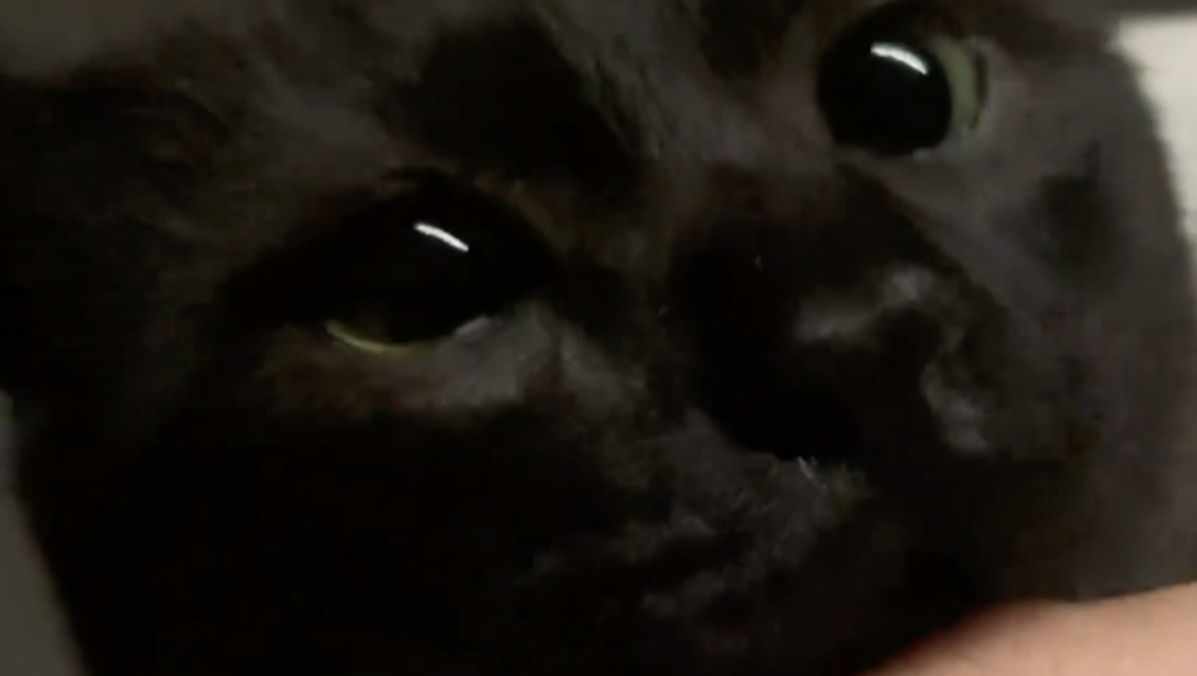 一早醒来，小猫在疯狂亲吻我