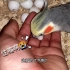 捡到一个指甲盖大小的蛋给玄凤鹦鹉孵，会孵么？护蛋的奶爸……