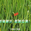 手机拍特写镜头，要够美才行