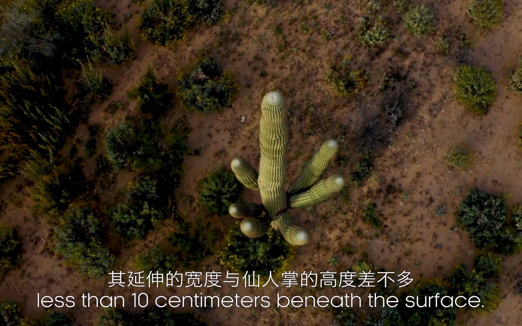 【绿色星球】中文版番外4：世界最高的仙人掌品种巨人柱