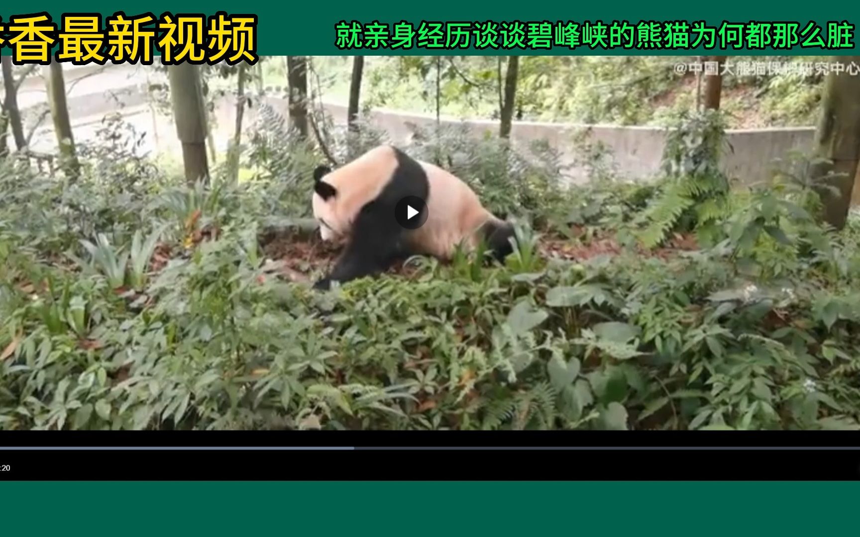 香香最新视频，同时就亲身经历讲讲为何碧峰峡的熊猫那么脏。