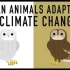【Ted-ED】野生动植物是否能适应气候变化 Can Wildlife Adapt To Climate Change